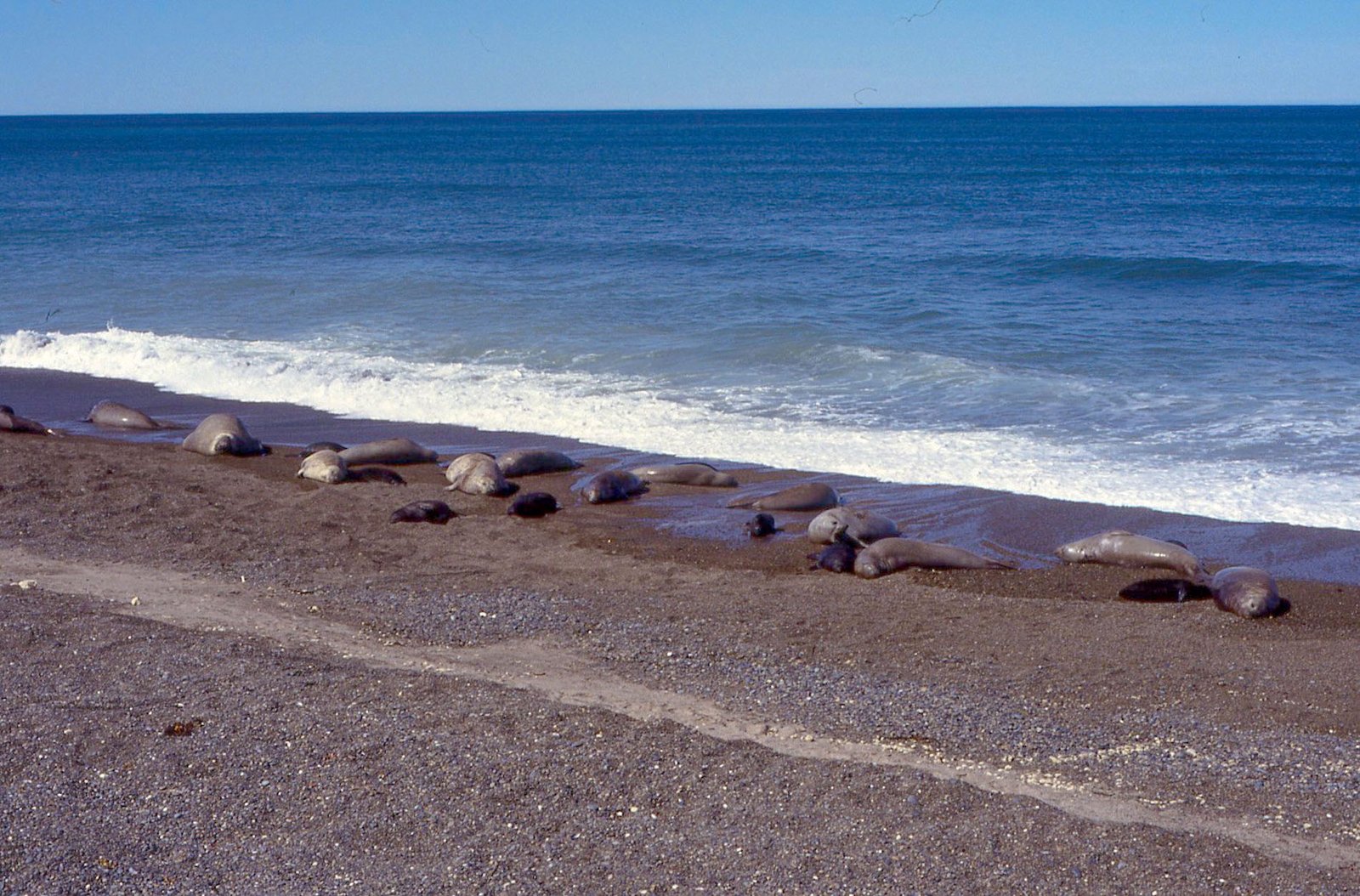 Valdés Peninsula 09